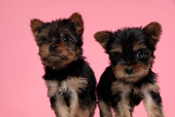 couple of yorkshire terrier looking to side