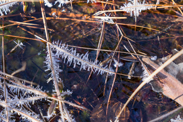 Early morning in spring in raised bog. Frozen grass covered with tiny sharp shiny icicles. Ice layer above creek, peat moss under icy cover. Beauty of the Nature in Estonia, Europe.