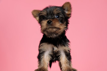 adorable yorkshire terrier looking up