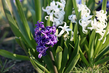 Hyacinthus orientalis flower macro background high quality prints fifty megapixels asparagaceae...