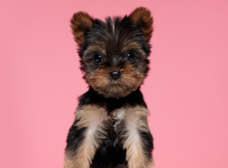 adorable little yorkshire terrier posing
