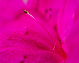 Macro close-up of bright fuscia bloom with sharp details of stamen