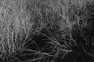 Woods with cut trees and branches