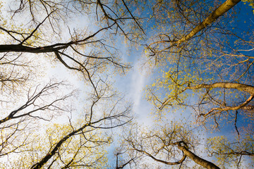 Fresh spring treetop view and blue sky