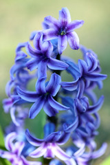 Hyacinthus orientalis flower macro background high quality prints fifty megapixels asparagaceae...