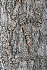 the bark of an old tree as a close-up background