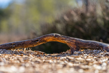 Sandy ground gravel road. Root of the pine tree over path like a small bridge. Obstacle on the path. Stumbling over branch. Raised bog natural trail, Estonia, European Union