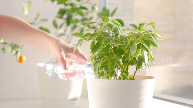 watering indoor variegated ficus with water from a bottle