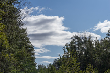 Peaceful nature in rural area, blue sky and white clouds behind green foliage. Fir and pine trees. Popular walking area in raised bog natural trail. Simple scene in Estonia, Baltic, Europe.