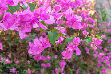 floral background of bush bright purple bougainvillea close up