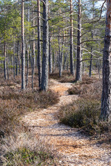 Curvy ground path, sparse pine park in early spring. Different shades of green and orange, parallel trunks of pine trees, sandy ground gravel road. Raised bog natural trail, Estonia, European Union