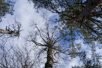Trunk and ornamental foliage of pine tree, photographed from below to top. Mix from crooked...