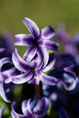 Hyacinthus orientalis flower macro background high quality prints fifty megapixels asparagaceae...