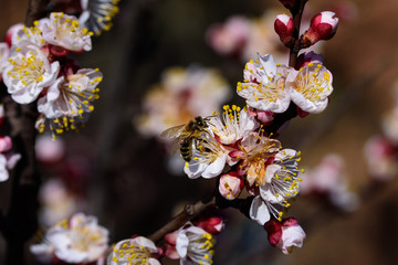 Bees collect nectar on the flowers of an apricot tree. Macro photography.