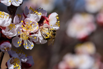 Bees collect nectar on the flowers of an apricot tree. Macro photography.