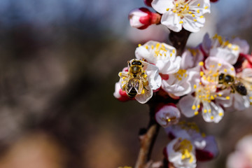 Bees collect nectar on the flowers of an apricot tree. Macro photography.