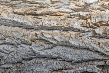 the bark of an old tree as a close-up background