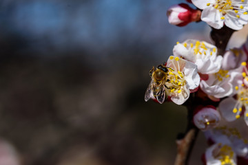 Bees collect nectar on the flowers of an apricot tree. Macro photography.