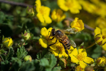 Bees collect nectar on bright yellow flowers. Macro photography.