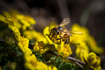 Bees collect nectar on bright yellow flowers. Macro photography.