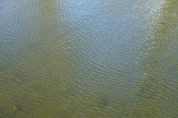 River water with trees