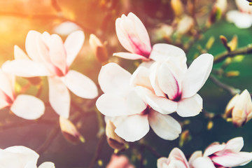 Fototapeta na wymiar Beautiful Light Pink or Purple Magnolia Tree with Blooming Flowers during Springtime in English Garden, UK