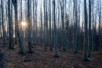 beautifully shining sun with tree backgroun in the forest