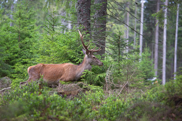Naklejka na ściany i meble Deer, Cervus elaphus, with antlers growing on velvet.A huge deer in deep spruce forest. Wild animals in spring .