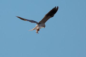Close-up of a white-tailed kite about to dive an a prey, in seen in the wild in North California 