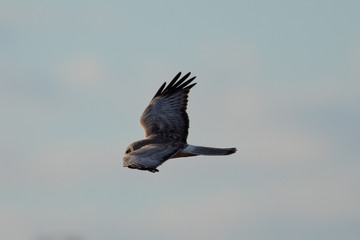Extremely close view of a female hen harrier gliding while hunting, seen in the wild in North California