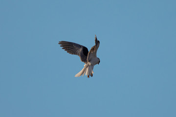 Close-up of a white-tailed kite flying in the wild, seen in beautiful light in North California 