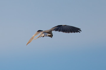 Close-up of a white-tailed kite flying in the wild, seen in beautiful light in North California 