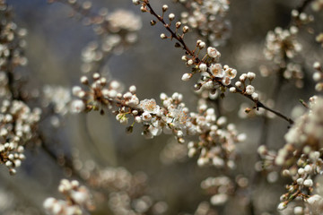 Small Apricot Flowers