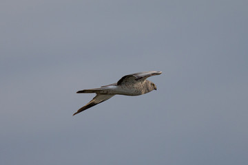 Fototapeta premium Extremely close view of a female hen harrier gliding while hunting, seen in the wild in North California