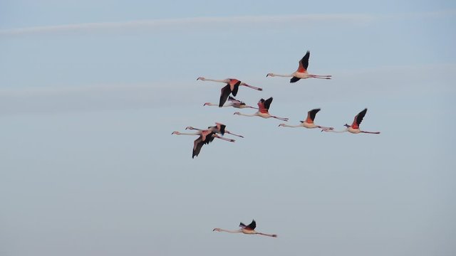Group of flamingos flying trough the sunset sky