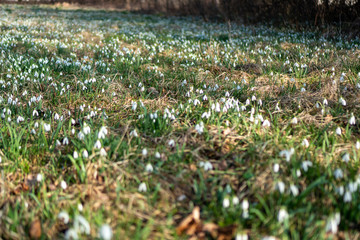 big field of snowdrops in park i sunny day in spring