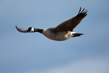 Canada goose flying, seen in the wild near the San Francisco Bay