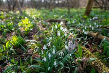 first spring flowers snowdrops after winter with wild garlic in background