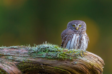 Pygmy owl. Eurasian pygmy owl. Glaucidium passerinum.