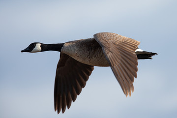 Canada goose flying, seen in the wild near the San Francisco Bay