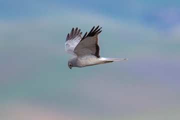 Extremely close view of a female hen harrier gliding while hunting, seen in the wild in North California