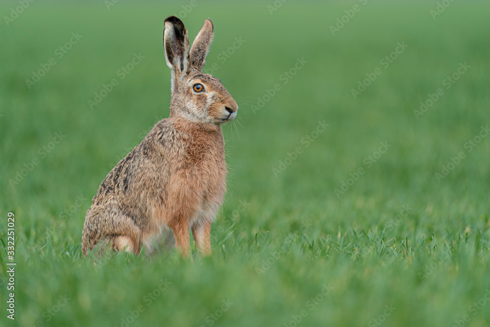 Wall mural wild european hare ( lepus europaeus ) close-up on green background