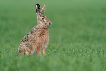 Wild European Hare ( Lepus Europaeus ) Close-Up On Green Background