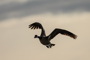 Canada goose quacking while flying, seen in the wild near the San Francisco Bay