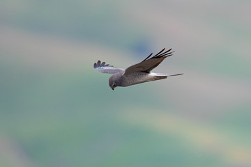Extremely close view of a female hen harrier gliding while hunting, seen in the wild in North...