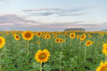 Obraz premium Sunrise over the field of sunflowers against a cloudy sky. Beautiful summer landscape. selective focus