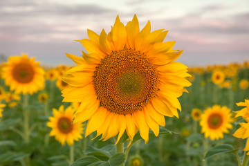 Fototapeta premium Sunflower natural background. Sunflower blooming. Close-up of sunflower, selective focus
