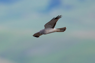 Extremely close view of a female hen harrier gliding while hunting, seen in the wild in North California