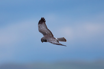 Extremely close view of a female hen harrier gliding while hunting, seen in the wild in North California