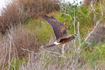Extremely close view of a male hen harrier gliding while hunting, seen in the wild in North California